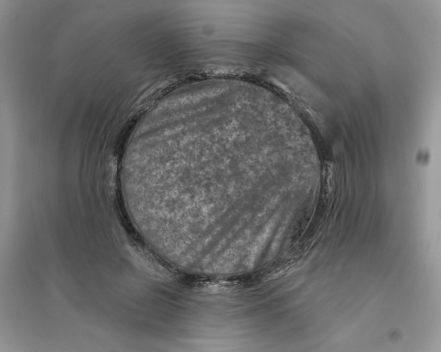 X0000096170550200802081414