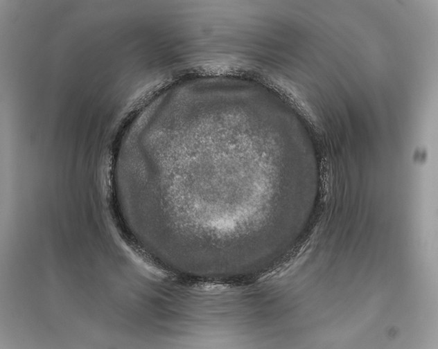 X0000096170590200802081413