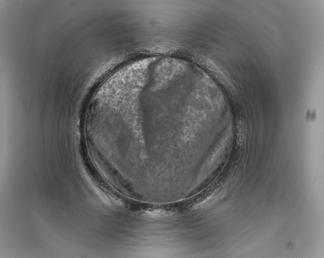 X0000096170634200802081412