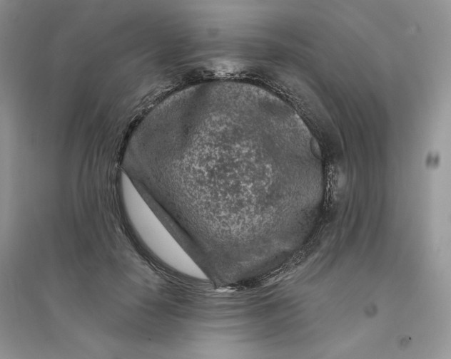 X0000096170650200802081412