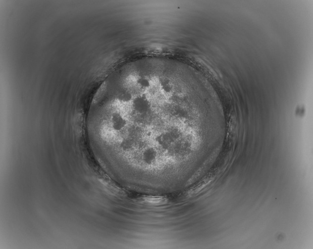 X0000096170659200802081412