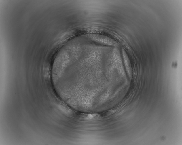 X0000096170663200802081412