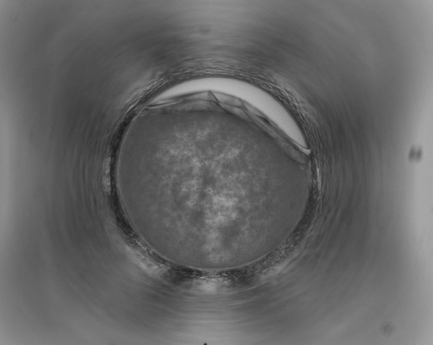 X0000096170696200802081412