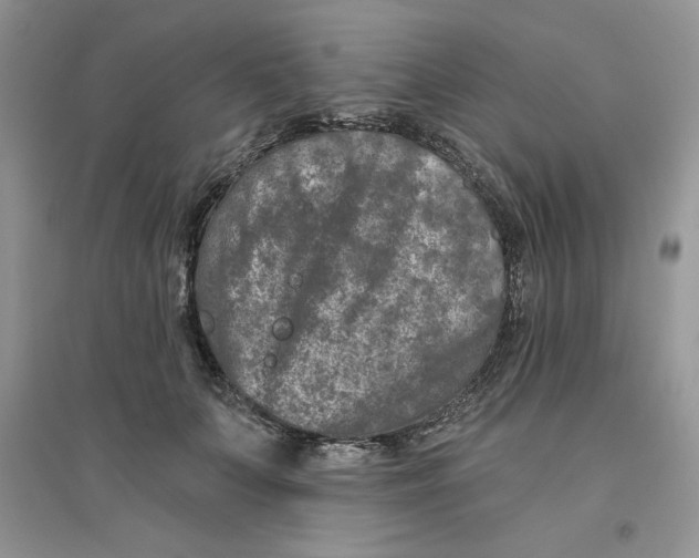 X0000096170703200802081411