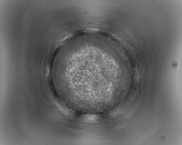 X0000096170711200802081411