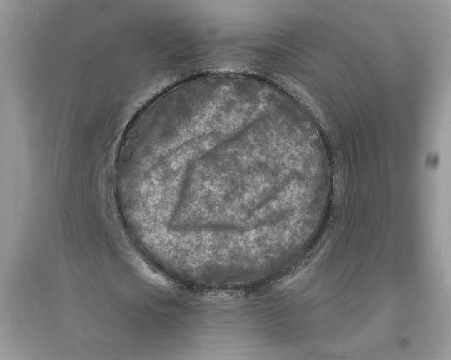 X0000096170721200802081411