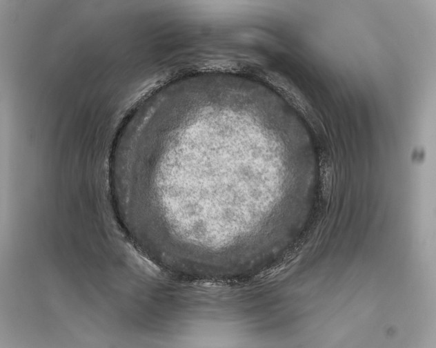 X0000096170729200802081411