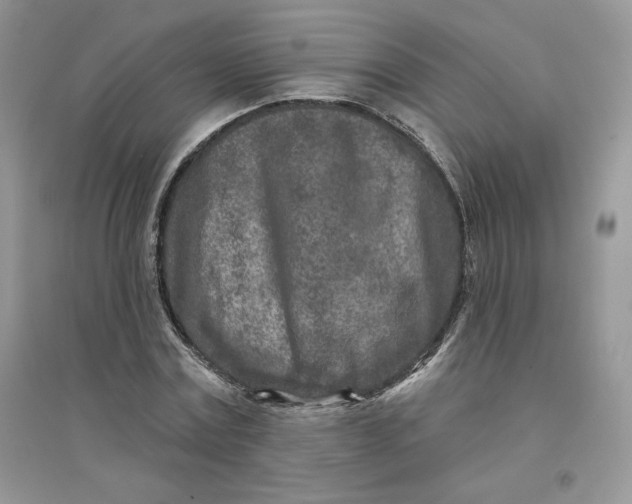 X0000096170779200802081410