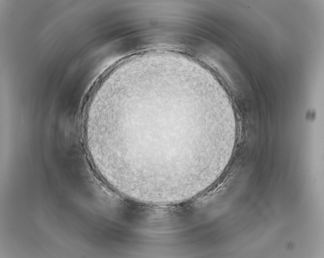 X0000096170828200802081409