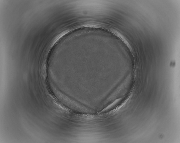 X0000096170829200802081409