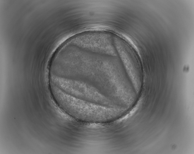 X0000096170835200802081409