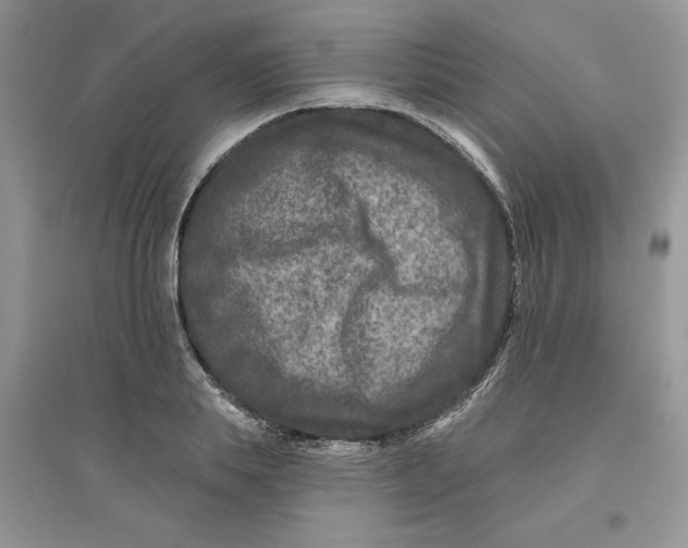 X0000096170839200802081409