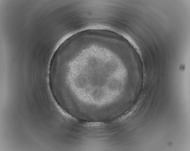 X0000096170853200802081410