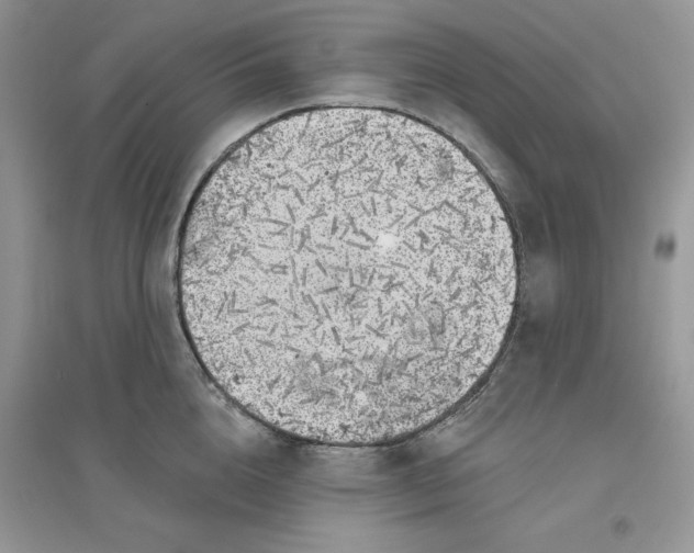 X0000096170856200802081410