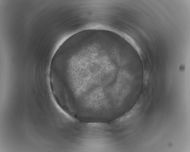 X0000096170863200802081410