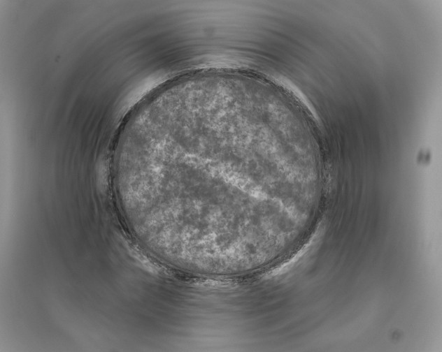 X0000096170874200802081409