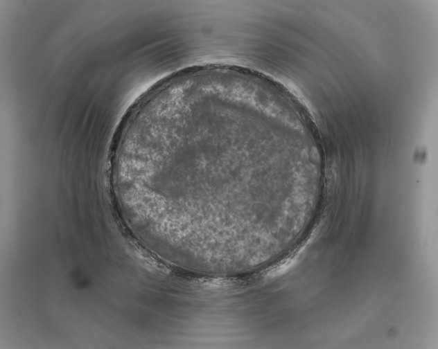 X0000096170879200802081409