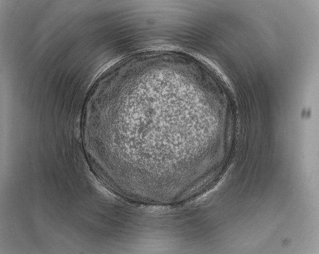 X0000096170889200802081409