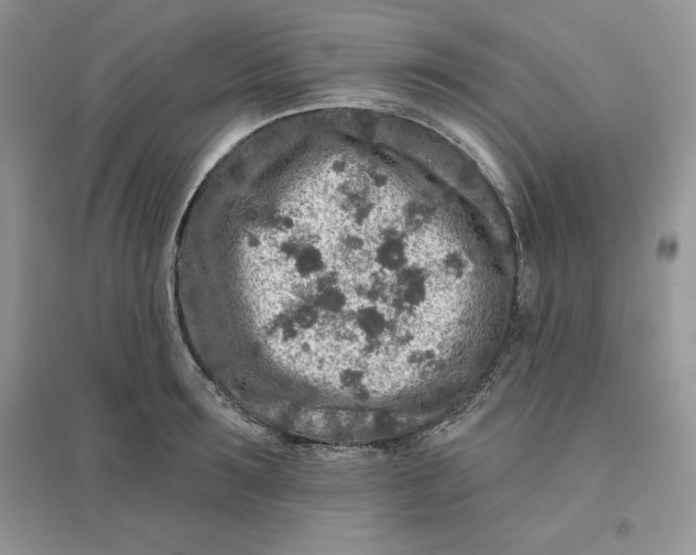 X0000096170899200802081408