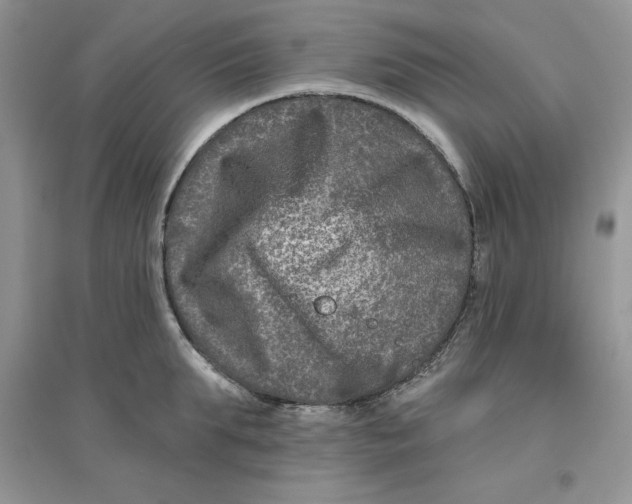 X0000096170903200802081408