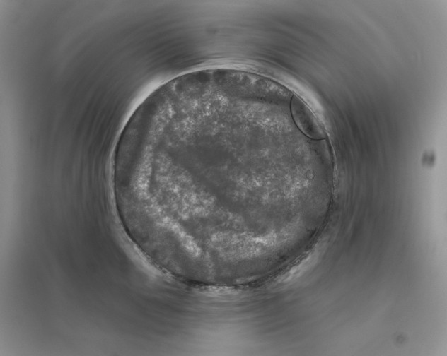 X0000096170907200802081408