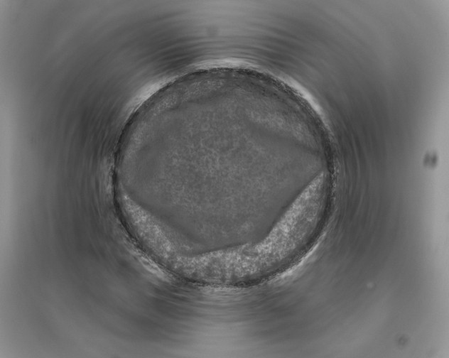 X0000096170921200802081408