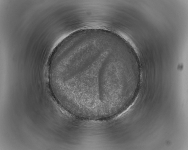 X0000096170925200802081408