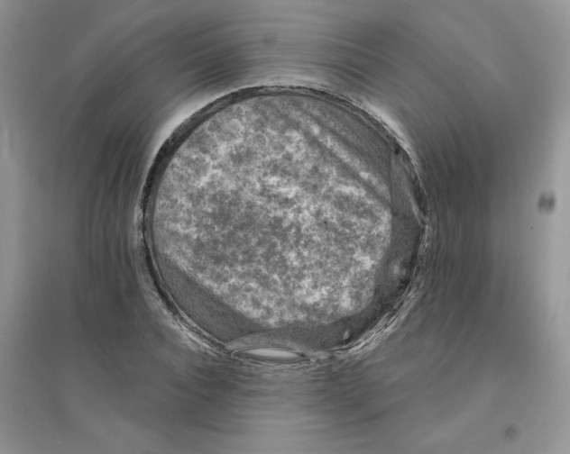 X0000096170928200802081408