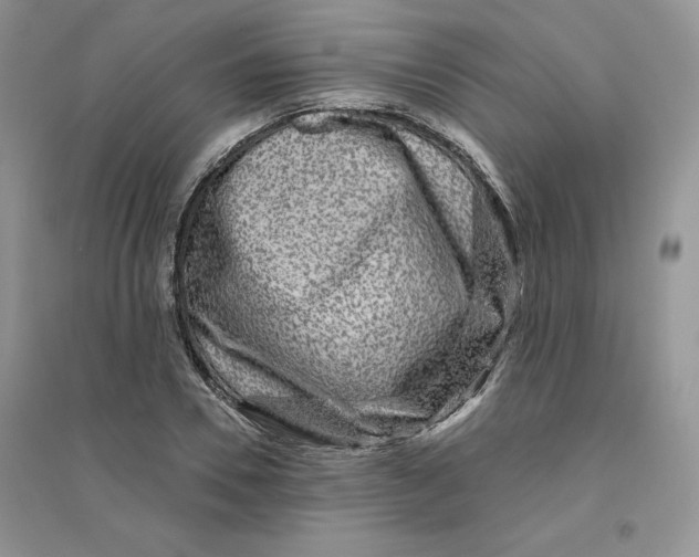 X0000096170930200802081408