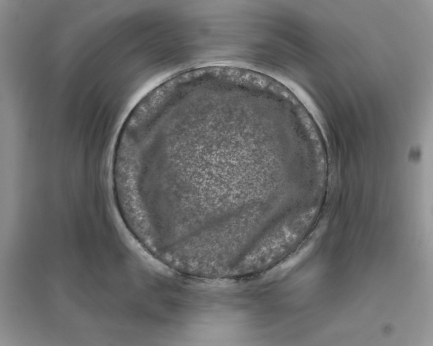 X0000096170957200802081408