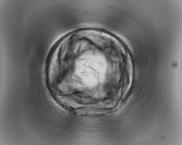 X0000096170983200802081407