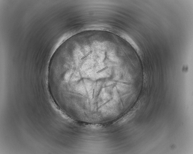 X0000096170994200802081407