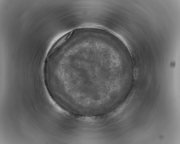 X0000096170995200802081407