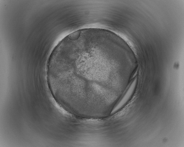 X0000096170998200802081407