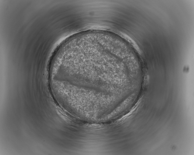 X0000096171027200802081406