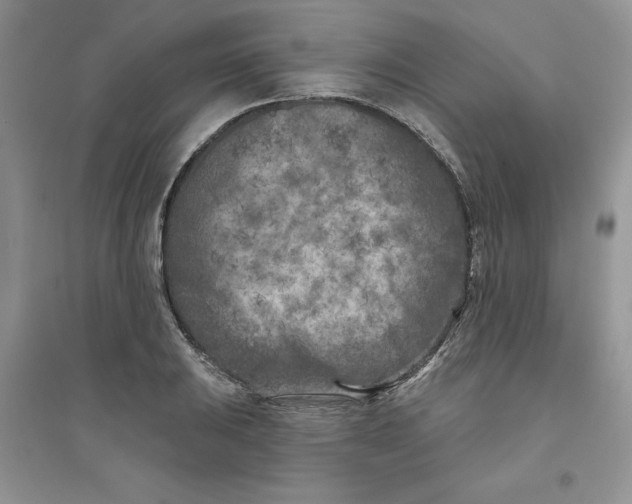 X0000096171031200802081407