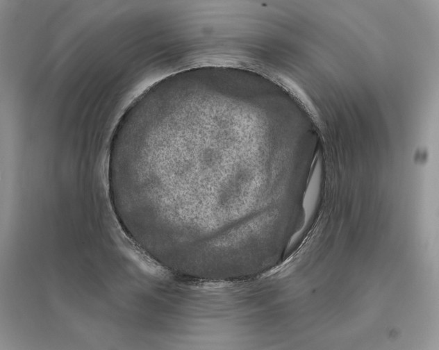 X0000096171035200802081407