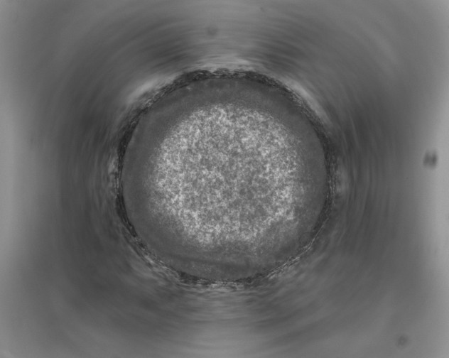 X0000096171063200802081406