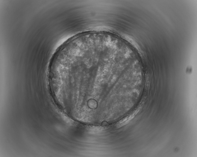 X0000096171071200802081406