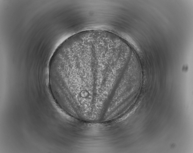 X0000096171079200802081406