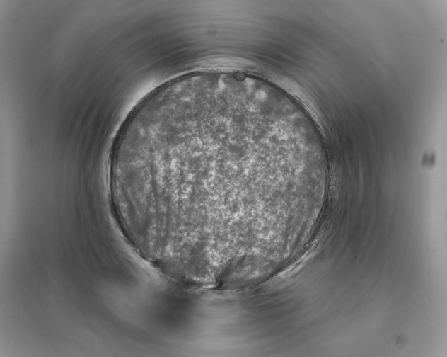 X0000096171083200802081406