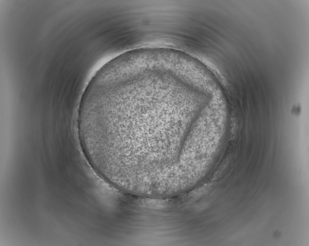 X0000096171086200802081406