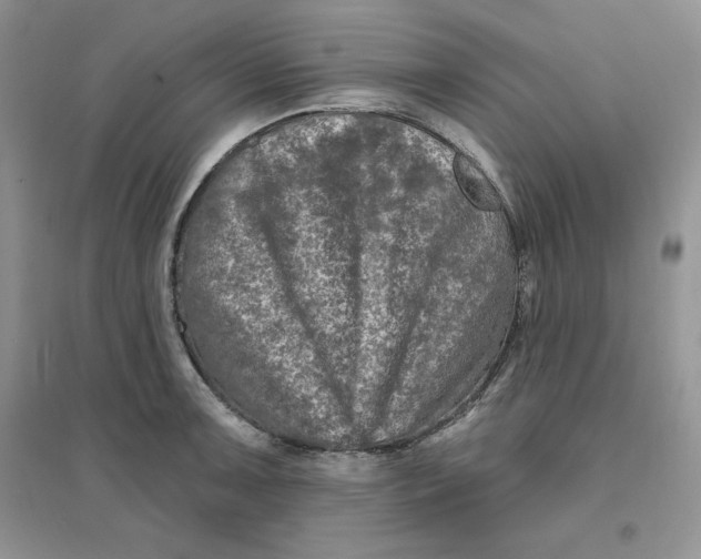 X0000096171091200802081406