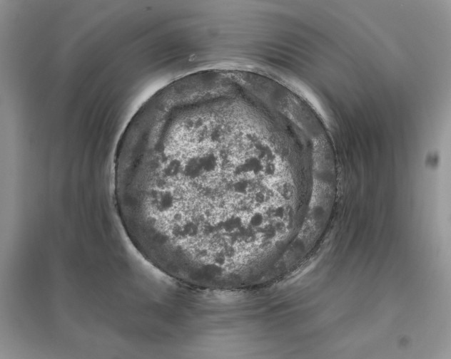 X0000096171095200802081406