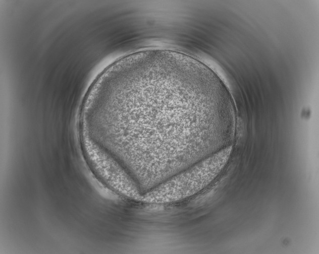 X0000096171098200802081405