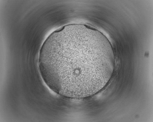 X0000096171103200802081405