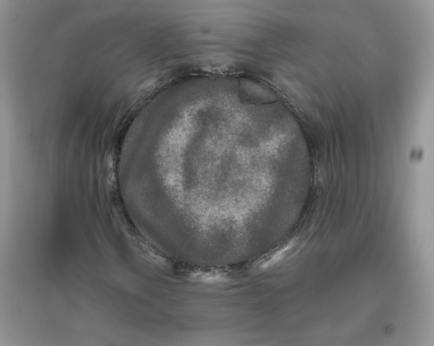 X0000096171106200802081405