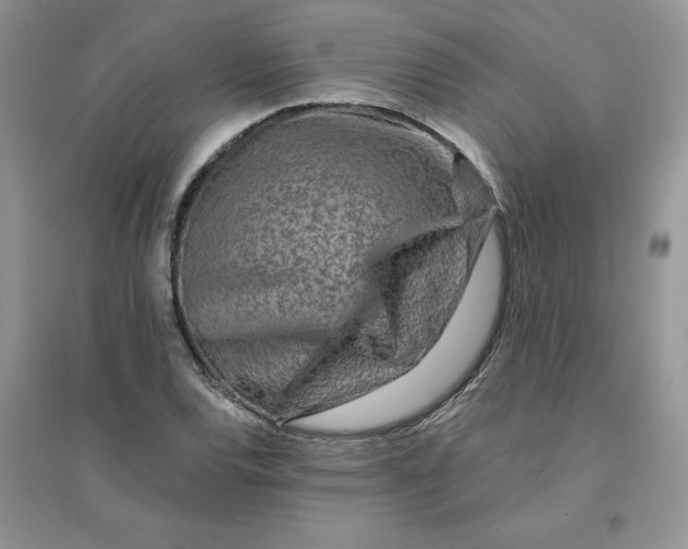 X0000096171120200802081405