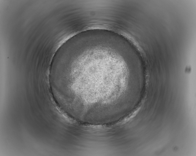 X0000096171121200802081405