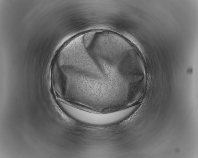 X0000096171127200802081405